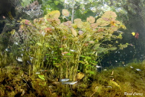 Bunch of water lily by Raoul Caprez 